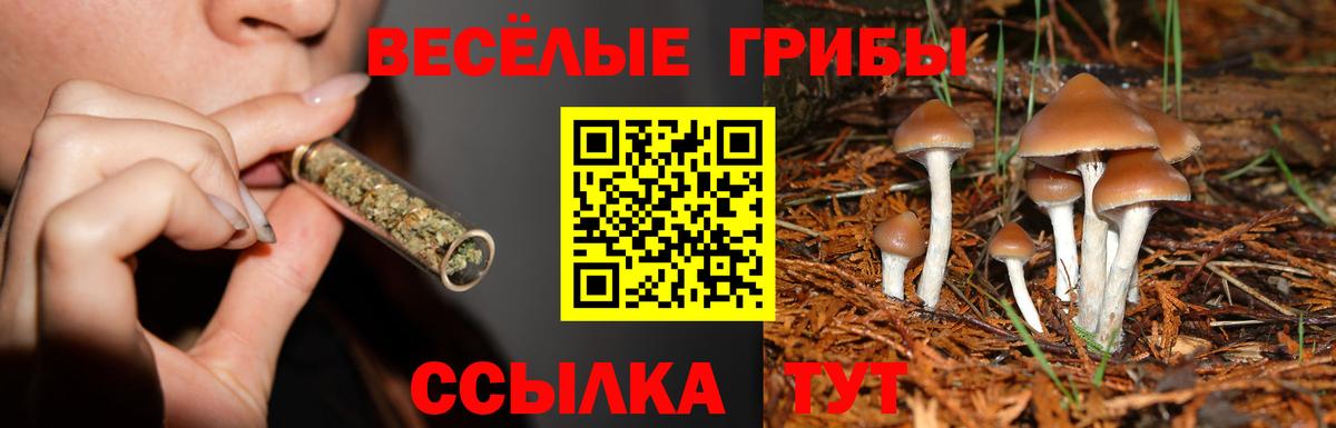 Галлюциногенные грибы MAGIC MUSHROOMS  Вход с VPN  Ачхой-Мартан 